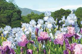 bloom as napa valley iris gardens open