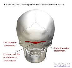 The neurocranium (cranial vault) and the viscerocranium (facial skeleton). Occipital Bone Bump