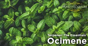 Terpenes The Essentials Ocimene The Apothecarium