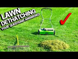 don t dethatch your lawn before