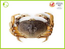 live dungeness crab new fresh foods
