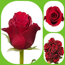 big head roses aisha flowers