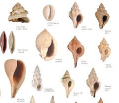 Kinds Of Shells With Pictures Types Of Seashells Google