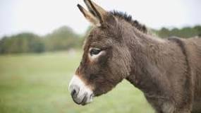 what-animals-can-donkeys-mate-with