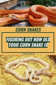 40 owning a corn snakes ideas corn