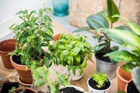 How To Keep Outdoor Potted Plants Alive