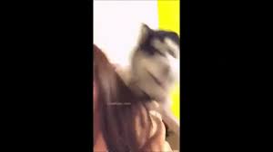 Asian woman sex with dog