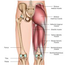 Leg and back muscles are two of the most important muscle groups overlooked in training. Sciatica Cause Not Always Spine Related