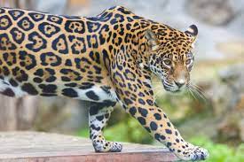 jaguar free stock photo public domain