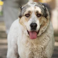 The central asian shepherd dog (casd) is one of the most ancient breeds of dogs. Central Asian Shepherd Breed Information Characteristics Heath Problems Dogzone Com