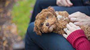 havapoo havanese toy poodle mix facts