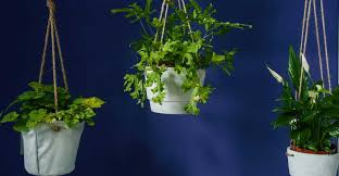 How To Hang Plant From Ceiling Without
