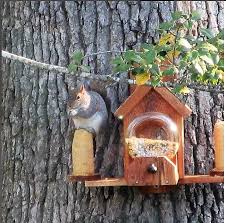 Cedar Squirrel Feeder With Optional