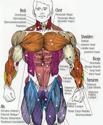 Muscles in chest area human chest muscles pectoral muscles area. Anatomy Chest Muscles Diagram Shoulder Muscles And Chest Human Anatomy Diagram