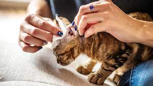 ways to clean your cat s ears
