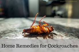 best home remes for roaches