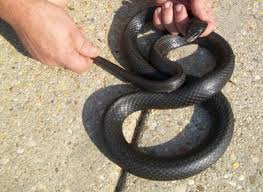 Snakes In Basement In Laurel Md Trappro