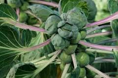 What month do you plant brussel sprouts?