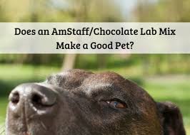 Factors such as dog size and his tendency to make noise. Are American Staffordshire Terrier Lab Mixes Good Pets Pethelpful By Fellow Animal Lovers And Experts