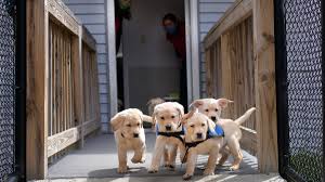 Have a lab pup with a tale to tell? Future Service Dogs A Visit With Neads Yellow Lab Puppies