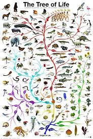 Picture Peddler Laminated Evolution The Tree Of Life Novelty Biology Science Chart Education Print Poster 24x36