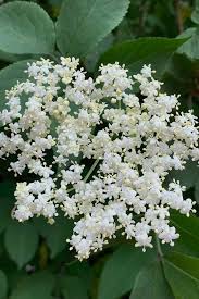 elderflower cordial with or without