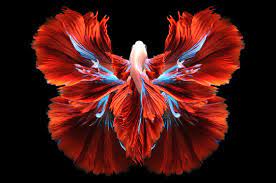 betta fish images browse 47 131