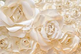 beautiful white rose background stock