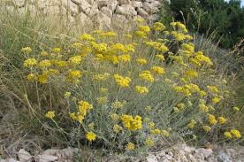 Tra le piante della macchia mediterranea ce ne sono alcune, fra quelle meno note che hanno grandi qualità ornamentali. L Elicriso Le Proprieta Della Pianta Gli Utilizzi E La Coltivazione Coltivazione Biologica