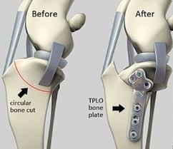 Tibial Plateau Leveling Osteotomy Tplo Pet Clinic Pet