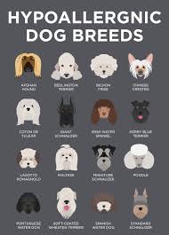 20 hypoallergenic dog breeds low shed