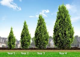 White cedar, also known as american arborvitae, hails. Thuja Green Giant Backyard Trees Privacy Landscaping Backyard Privacy Landscaping