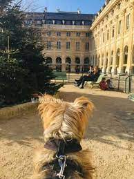 in paris with your dog