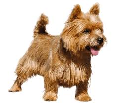 norwich terrier dog breed facts and