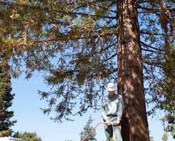 How to save a girdled tree from dying by knowing what to do when your tree is girdled, you may be able to save it from dying a fast death. How To Tell If A Redwood Tree Is Dying And If You Can Save It Davey Blog
