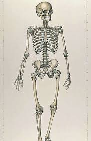 Large Medical Anatomy Chart Skeletal Skeleton Illustration