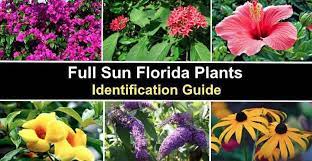 19 Full Sun Florida Plants Flowers