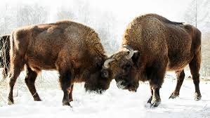 The Remarkable Story Of How The Bison Returned To Europe