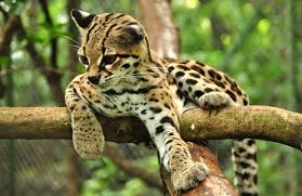Tigers are the largest of all cats and once ranged from russia, to turkey, to parts of asia — almost all over the world. Top 10 Cutest Animals In The World 2021 Pictures Pickytop