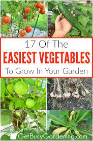 17 Easy Vegetables To Grow For Beginner