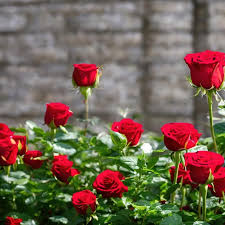 Red Rose Garden Images Free