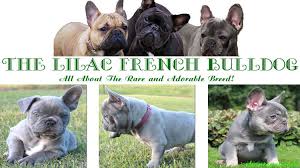 Don't miss what's happening in your neighborhood. The Lilac French Bulldog All About The Rare And Adorable Breed Ihomepet