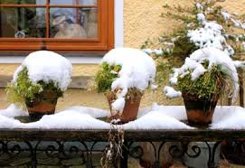 winter protection for potted plants