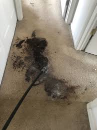 carpet cleaning service in lehigh valley