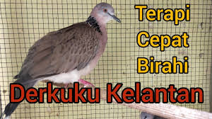 Burung tekukur memiliki ciri khas tersendiri yang membuat orang mudah untuk mengenalinya. Derkuku Kelantan Birahi Tinggi Minta Kawin Terapi Burung Malas Manggung Youtube