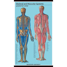 1582 10 Giant Posterior View Skeletal And Muscular System