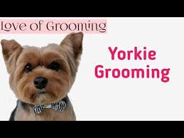 Grooming A Yorkshire Terrier For Easy Maintenance