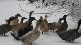 do-ducks-need-shelter-in-winter