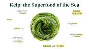 kelp the superfood of the sea