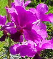 bali orchid garden picture of bali
